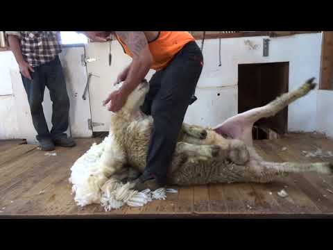 , title : 'Schafe scheren in Neuseeland'