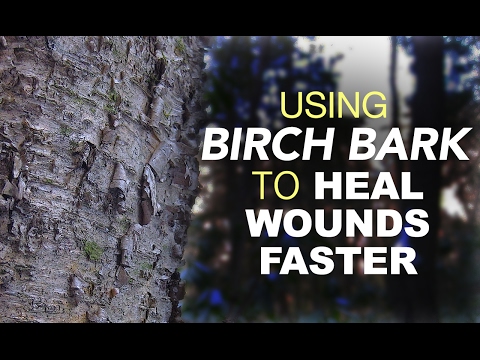 Using Birch Bark To Heal Wounds Faster