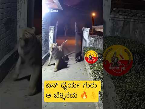 Tiger vs Cat fight #cat #tiger #catvstiger #fight #funny #shortsfeed #shorts #funnyshorts #viral