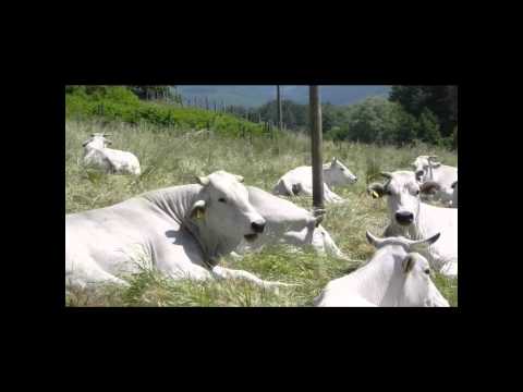 Ruminanti...
