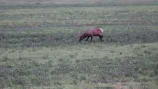 preview picture of video 'Wapiti bull near Desbarats vid#1'