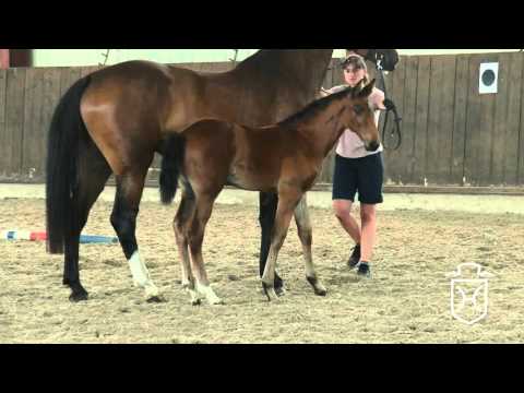 Stutfohlen von Adagio de Talma x Chin Champ x Lancer II *2015