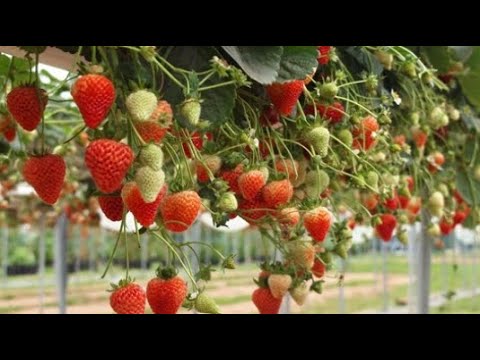 pick your own 🍓strawberries | 🍓BERRY FARM | GOREY, COUNTY WEXFORD, Ireland 🇮🇪- 4K | 2022