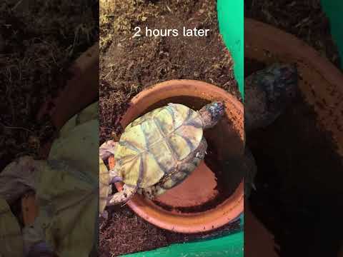 three toed box turtle mating