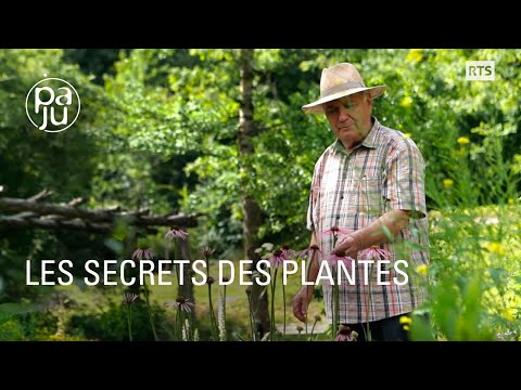 Le savoir d’un droguiste passionné de plantes médicinales