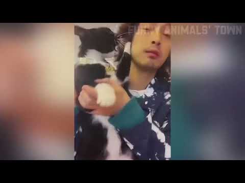 Cat fanny video