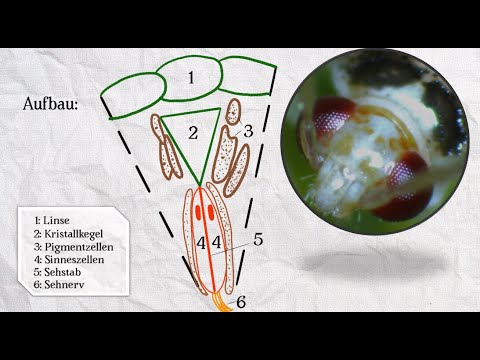 Das Insektenauge (Facettenauge)