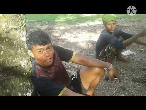 cuci traktor / mesin bajak sawah