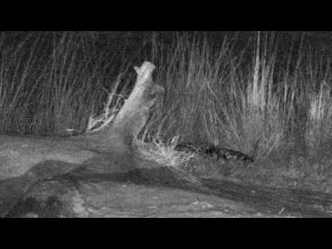 Djuma: Hosana in his favorite area at pan-Pt:1 - 04:20 - 07/27/18