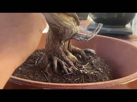 Repotting a Bonsai Tree