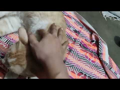 cute cat 😺😺 Mau virel videos @surbhikifunnyparrot6592 # cat video # pet lovers videos