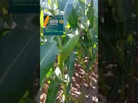 forseed 566 na região de Fátima bahia