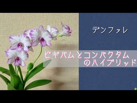 ひげの花は色あせましたか?開花後にこれを行う必要があります 植物