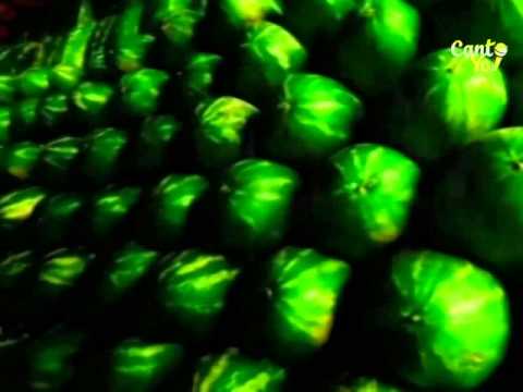 Café Tacvba - No Controles (Official CantoYo Video)