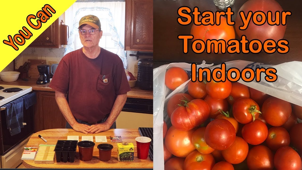 Starting Your Tomato Plants Indoors.