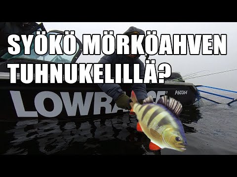 Tuhnukelin ahvenspeciaali