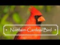 Northern Cardinal Bird 