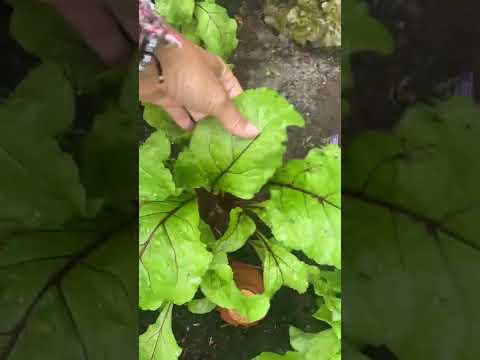 Bewässerung mit Ollas 1,9 Liter gekauft