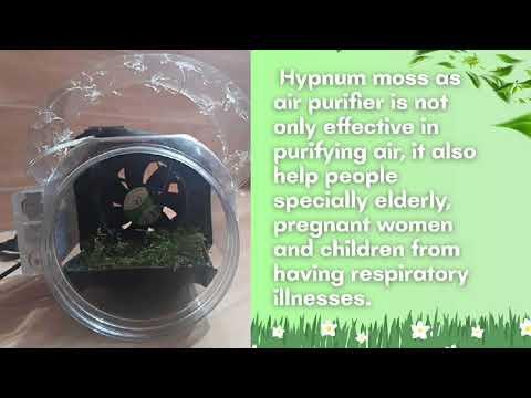 RESEARCH PROJECT: Janzelum: Passive Indoor Air Purifier from Hypnum Moss (Hypnumm cupressiforme)
