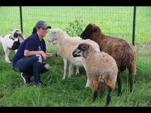 Farm Life, City Living - St. Joseph Center of Arkansas