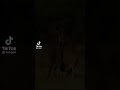 Mother Loves Animal Viral Shorts Mother