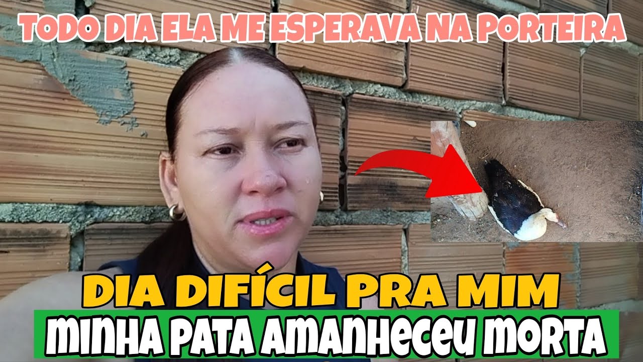 ELA AMANHECEU ASSIM MORTA NO GALINHEIRO  ELA ME ESPERAVA TODO DIA DE MANHÃ NA PORTEIRA 💔 😭😭😭
