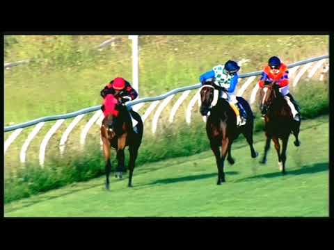 Galoppo 29/08/2020 - 1ª corsa