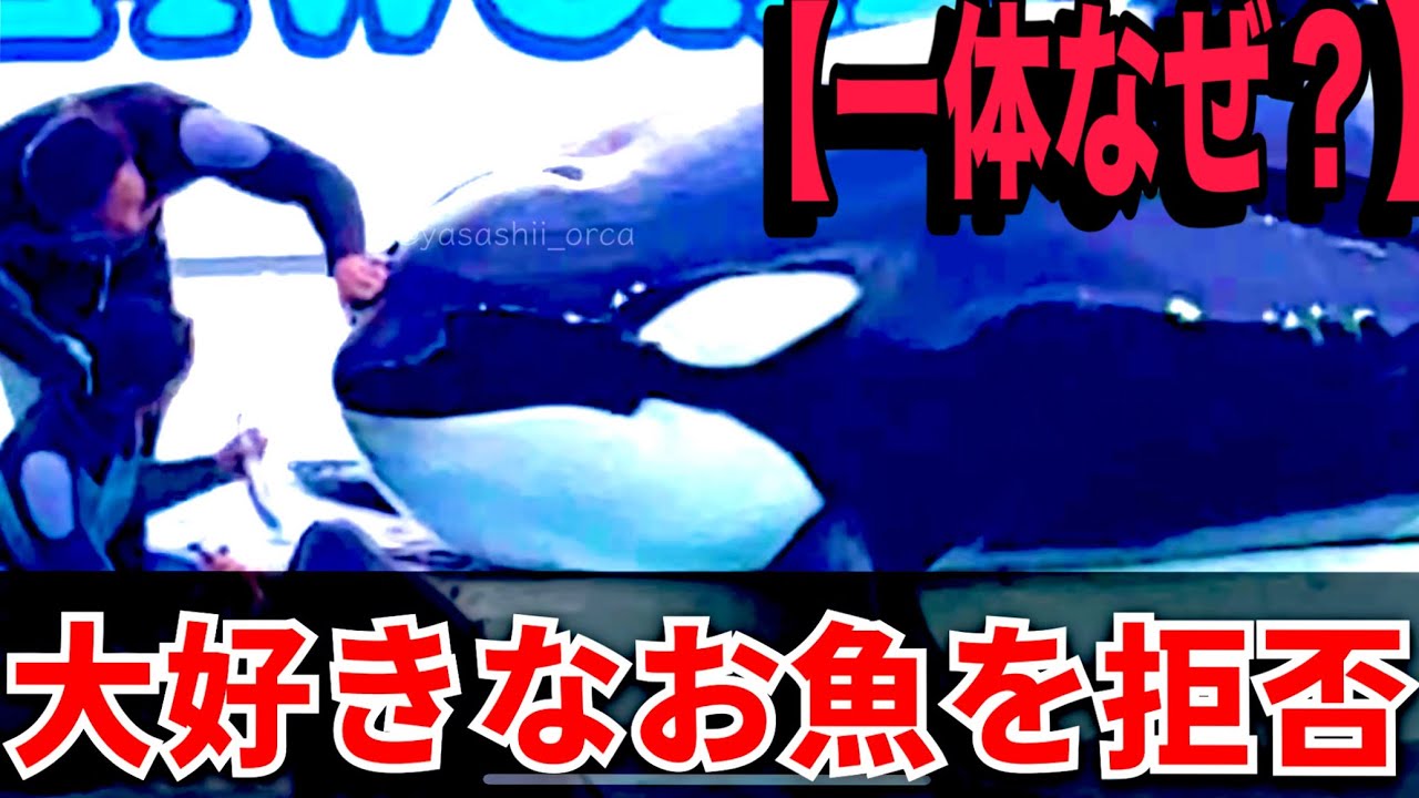 【完全無視】ルーナが口を開かなかった「納得の理由」とは　鴨川シーワールド シャチ