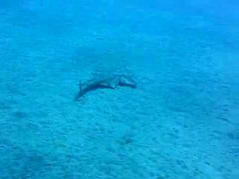Engelhai auf Lanzarote mit Nautic Dive