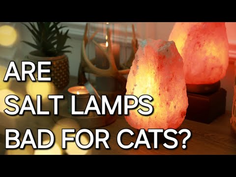ARE SALT LAMPS BAD FOR CATS? 🐈