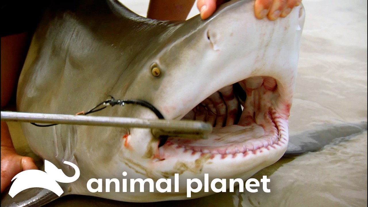 Incredible SHARK and Deep Sea Encounters! | Multi-Show | Animal Planet