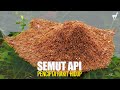 Semut Api Membentuk Rakit Hidup Di Tengah Banjir Kecerdikan Yang Luar Biasa