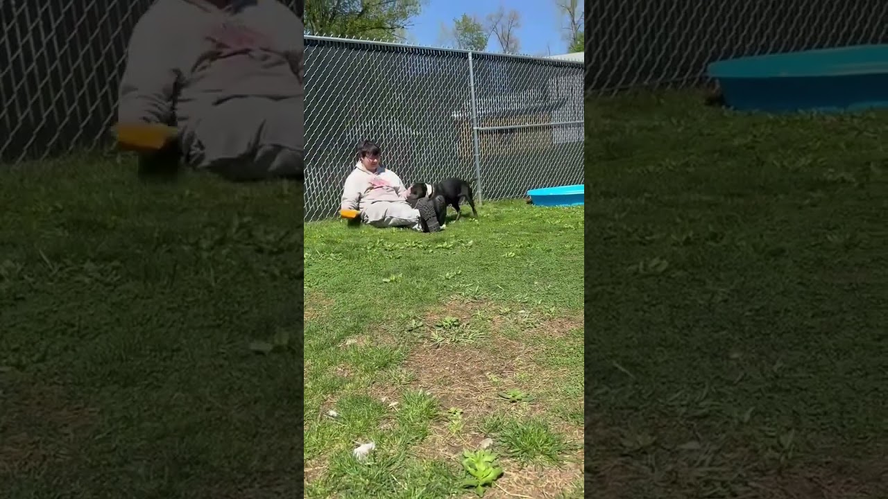 Dog of the Month, an adoptable mixed breed in Danbury, CT video 6/6