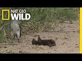 Is this Mongoose Playing Dead or Just Playing? | Nat Geo Wild