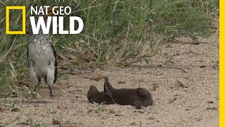 Is this Mongoose Playing Dead or Just Playing? | Nat Geo Wild by Nat Geo WILD