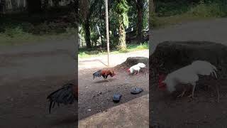 Download lagu jago kampung vs Bangkok #ayamkampung #ayambangkokindonesia #ayam mp3 Download lagu jago kampung vs Bangkok #ayamkampung #ayambangkokindonesia #ayam mp3