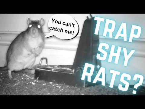 EASY WAY to CATCH RATS that are HARD TO CATCH!!! 100% SUCCESS rate!
