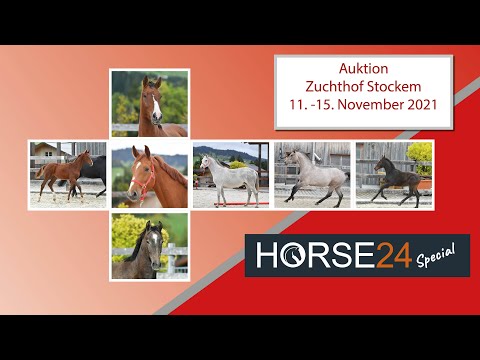 Horse24 Special - Auktion Zuchthof Stockem 11. bis 15. November 2021