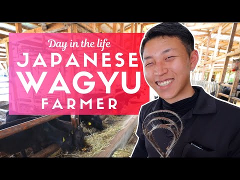 一個日本和牛農場主的生活日 (Day in the Life of a Japanese Wagyu Beef Farmer)