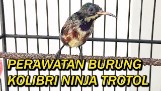 Download lagu KONIN TROTOL LAMA JADI METALIK?  COBA PAKAI PERAWATAN INI mp3