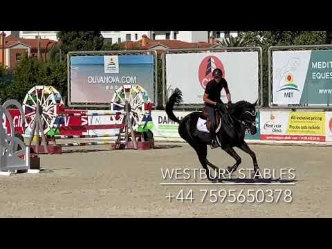 Djoko Z- 2016 Stallion (Dominator X Darco)