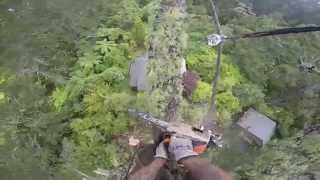 Pine dismantle, lowering & rigging: