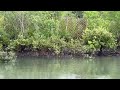 Sundarban Royal Bengal Tiger Recent Sightings In Sundarban