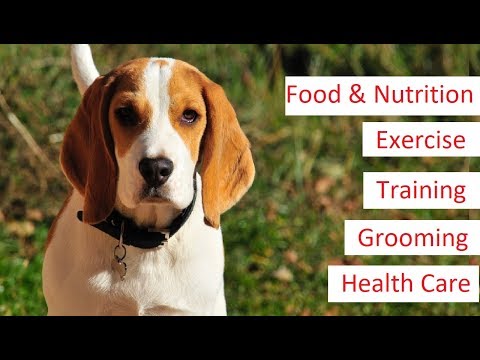hogyan segíthet a beagles fogyásban