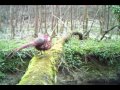 Hen pheasant flies off log