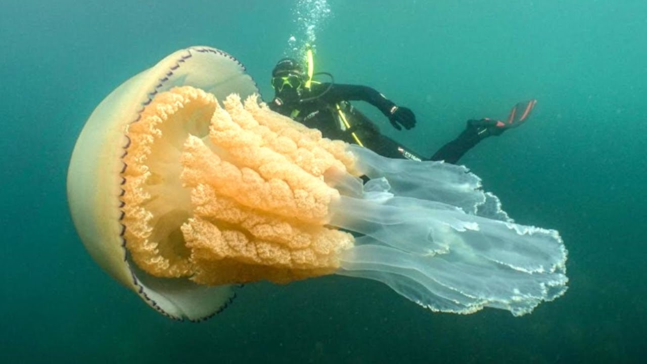 Scary Human Sized Jellyfish Spotted on Camera for The First Time