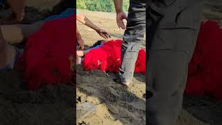 Download lagu Kesurupan Di Acara Seni Jaranan Di pantai Blado Kecamatan Munjungan Trenggalek#shorts mp3 Download lagu Kesurupan Di Acara Seni Jaranan Di pantai Blado Kecamatan Munjungan Trenggalek#shorts mp3