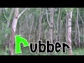 The Alphabet Of Tree S Mp4