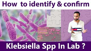 How to identify & Confirm klebsiella spp at laboratory