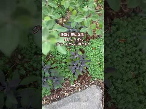 あなたの家に採用すべきメンテナンスフリーの永続的なグランドカバーはどれですか?あなたにおすすめのトップ 3!  庭園